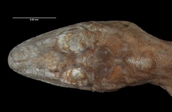 Media type: image;   Herpetology R-12053 Aspect: head dorsal